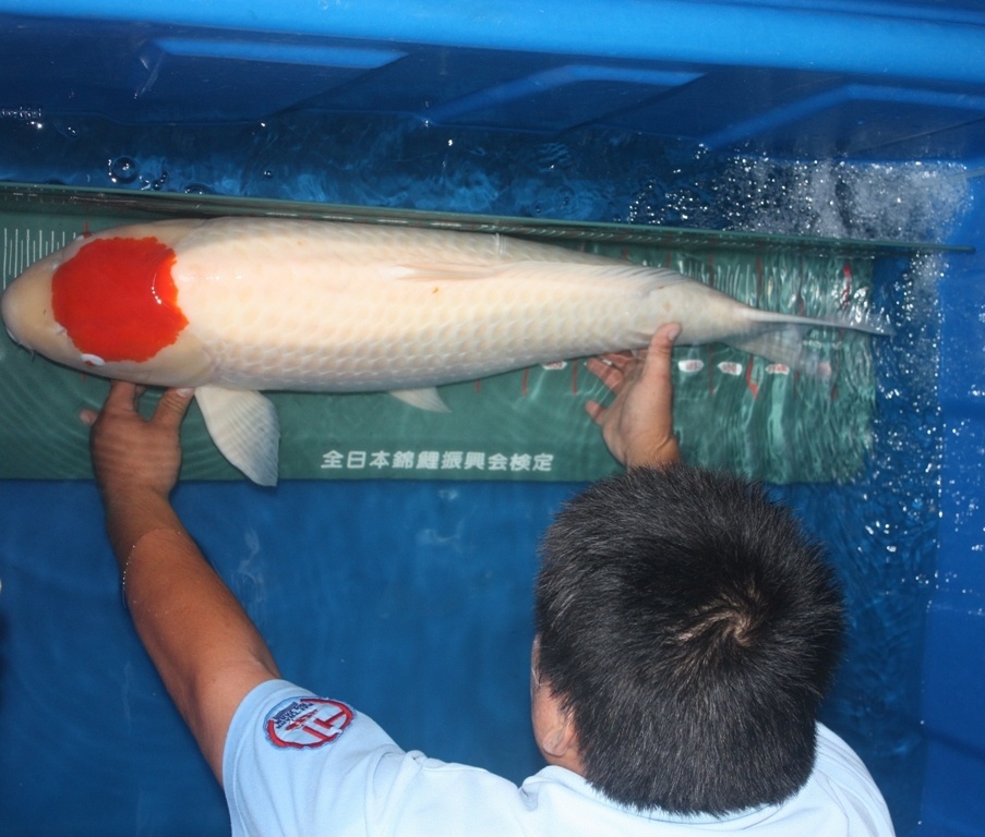 Ngoài ra còn nhiều cá khác được định giá từ 2.000 cho đến hơn 10.000 đô la Mỹ. Trong ảnh là cá Koi dòng 