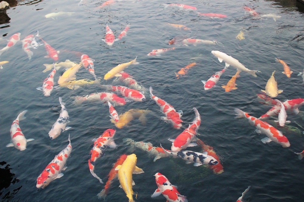 Tại Nhật Bản, các Koi được xem như là “quốc ngư”, có màu sắc đẹp và biểu hiện cho đức tính kiên nhẫn, có tính tình thân thiện của người Nhật Bản. Theo quan niệm của nhiều người, nhà nào nuôi được cá Koi khỏe mạnh, to đẹp và sống lâu thì được xem là ngôi nhà có phong thủy tốt, công việc làm ăn hứa hẹn gặp nhiều thuận lợi. Trong ảnh: Hồ cá Koi tại công viên Nhật Bản tại TP.HCM.