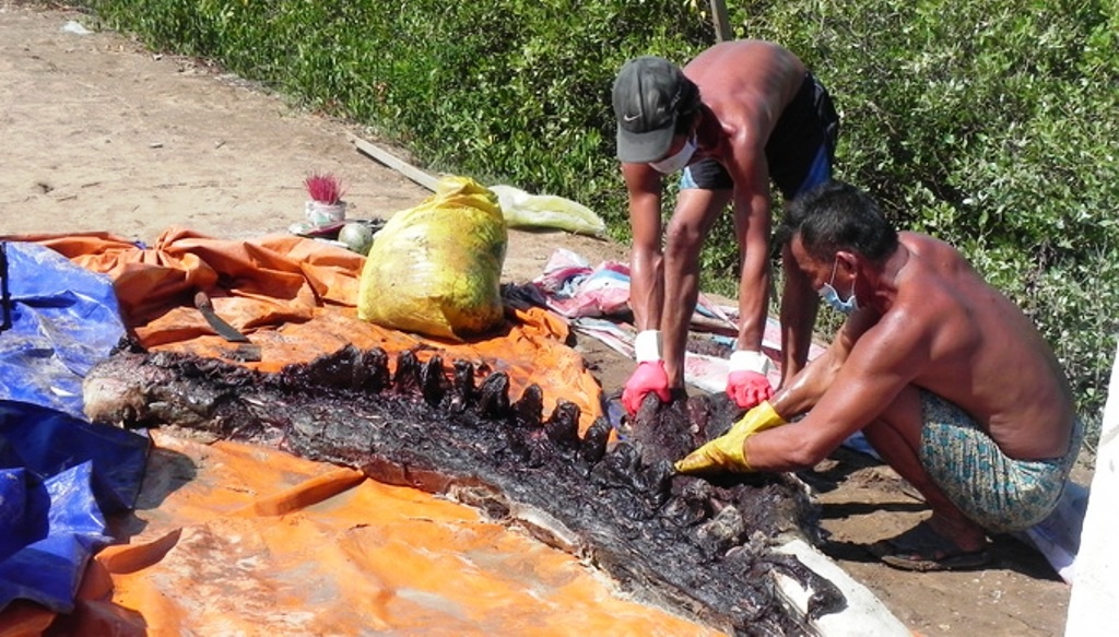 Phat hien xac ca ong 1,5 tan tren bien Bac Lieu hinh anh