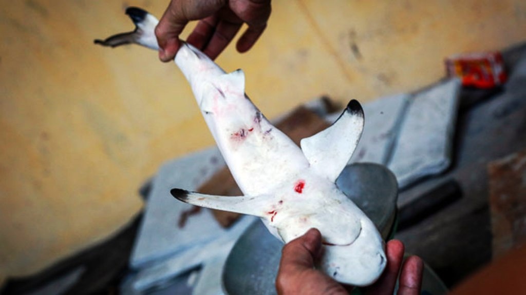 Them mot ca map con chet tai Bao tang Hai duong hoc hinh anh