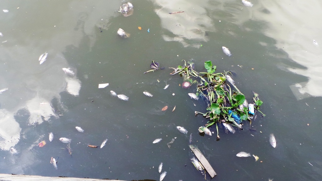 Ca chet noi trang tren kenh Nhieu Loc - Thi Nghe hinh anh