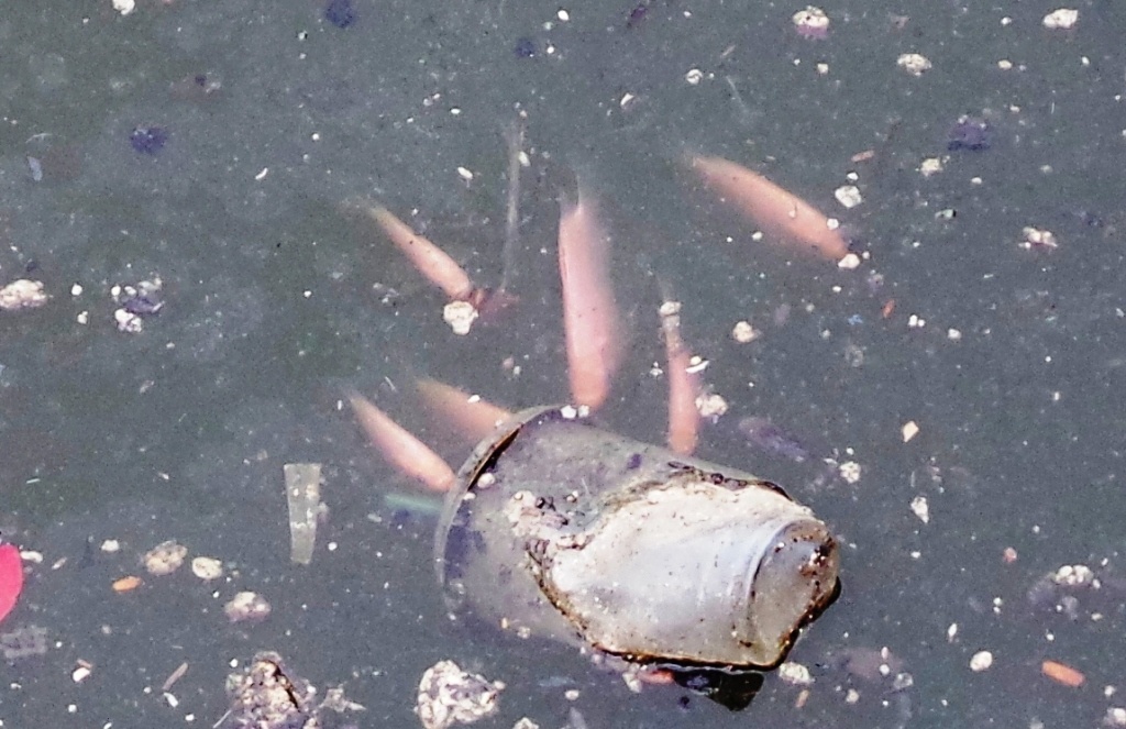 Ca chet day dac o kenh Nhieu Loc, gom vot khong xue hinh anh