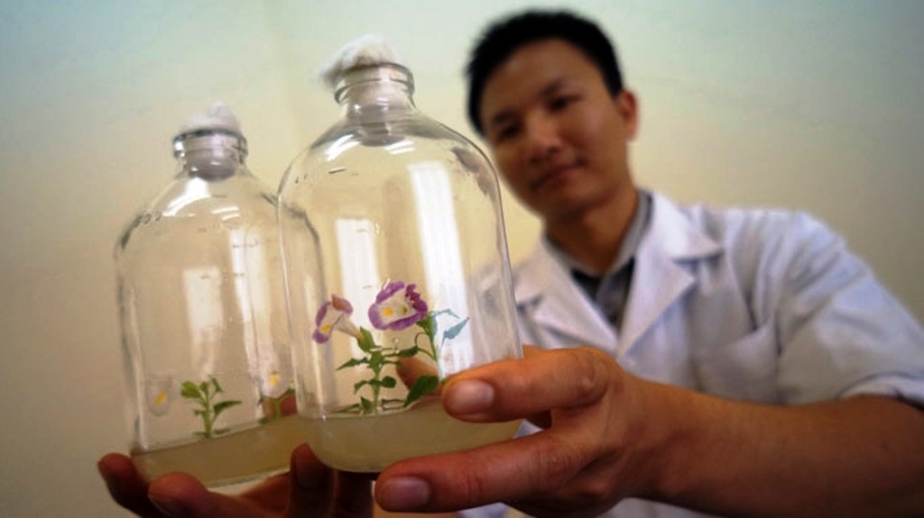 Clip hoa dot bien gen sau chieu xa no trong ong nghiem hinh anh