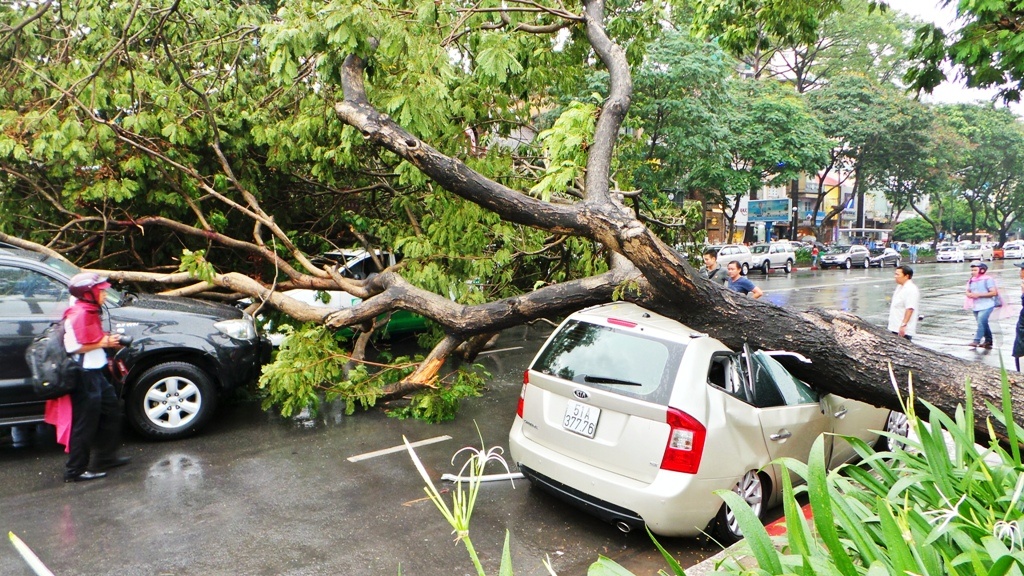Cay lim de hong 4 oto o trung tam Sai Gon hinh anh