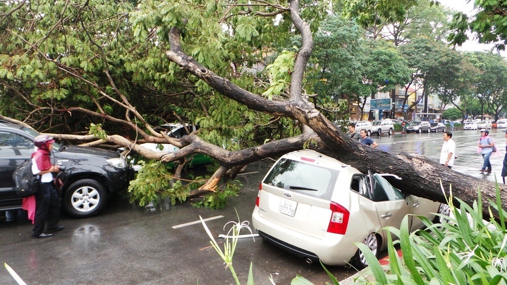 Trước đó, chiều ngày 28/5, tại giao lộ Lê Lợi – Nam Kỳ Khởi Nghĩa cũng xảy ra vụ cây lim xẹt bật gốc ngã giữa trời mưa lớn đè hư hỏng bốn xe ô tô.