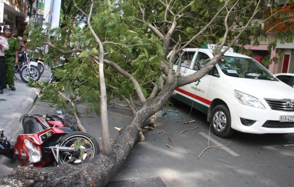 Cay xanh lai do de taxi va xe may dang dung den do hinh anh
