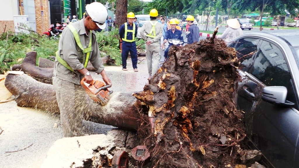 Mua giong quat goc cay, lam hong xe Mercedes giua Sai Gon hinh anh