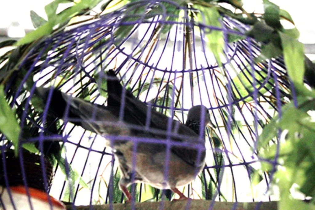 'Gac cu' - nghe choi cung lam cong phu hinh anh