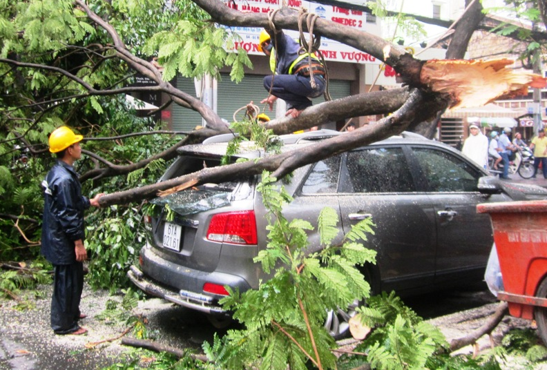 Gio loc bat ngo, nhieu xe bi canh cay de o Sai Gon hinh anh