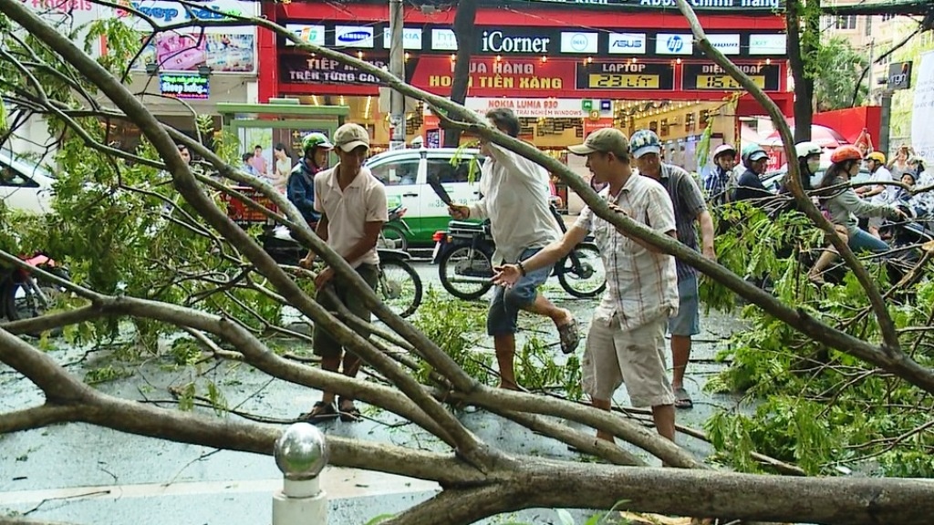Nhánh cây xăng rơi xuống đường ở công viên Tao Đàn.