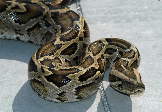 An noi tang, uong ruou tiet tran: 8 nguoi nhap vien hinh anh