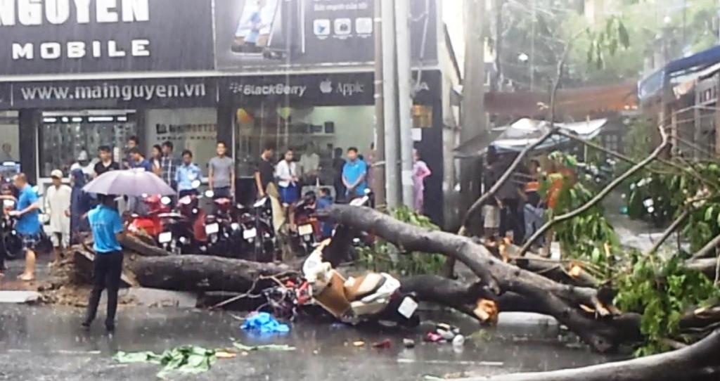 Cay do de trung 4 nguoi giua trung tam TP.HCM hinh anh