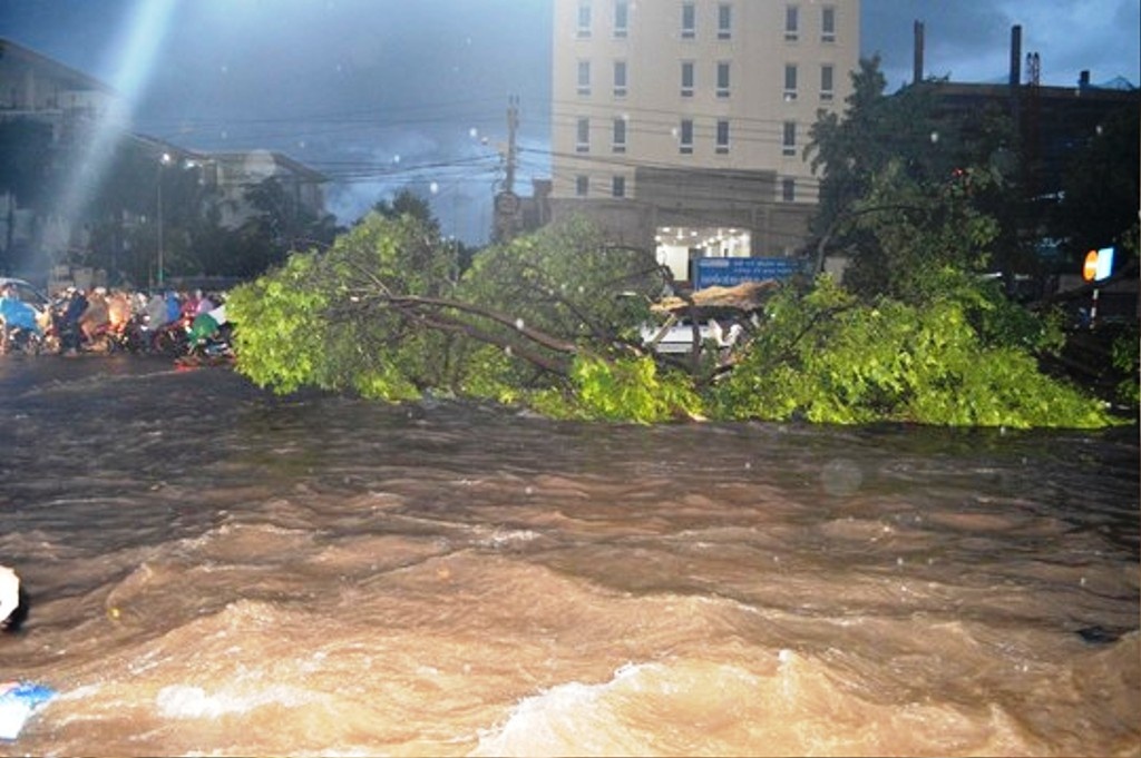 Cay xanh nang hang tan troi lenh benh giua pho hinh anh