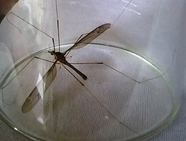 Muoi khong lo o Quang Binh la loai ruoi 'si tinh'? hinh anh