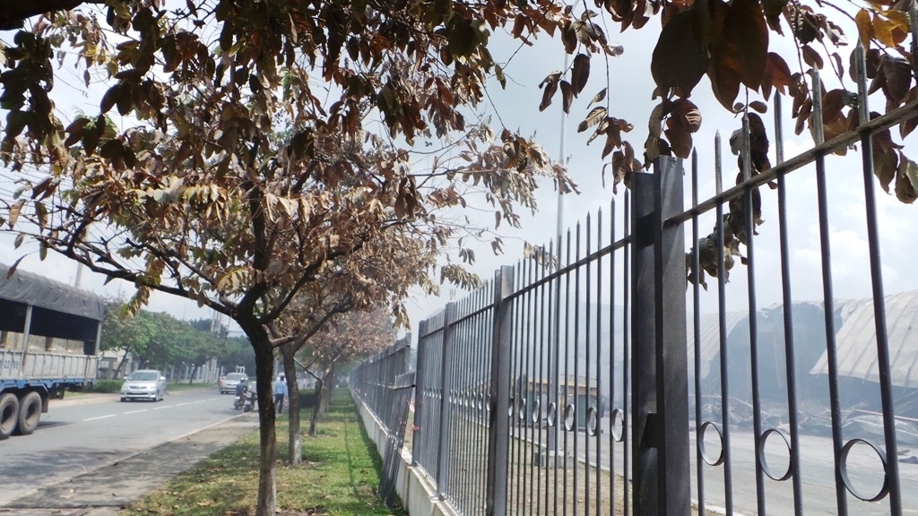 Hàng cây bên ngoài hàng rào công ty Sakata cũng bị sức nóng của vụ hoả hoạn làm héo hết lá.