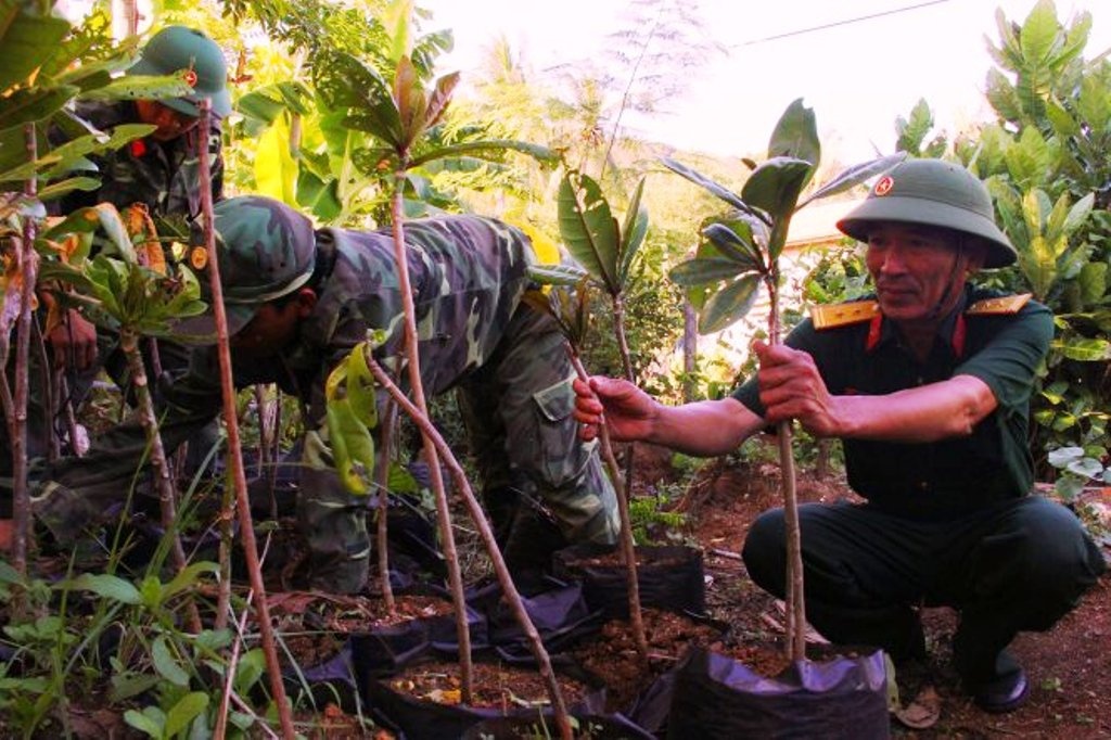 Nguoi uom giong cay bang vuong o Ly Son hinh anh