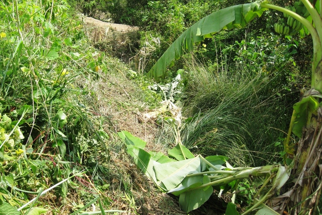 Dấu vết cây cỏ bên ven đường quốc lộ 62 do xe ôtô mất lái lao vào.