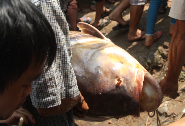 Bat duoc ca ho nang gan 130 kg o Sai Gon hinh anh