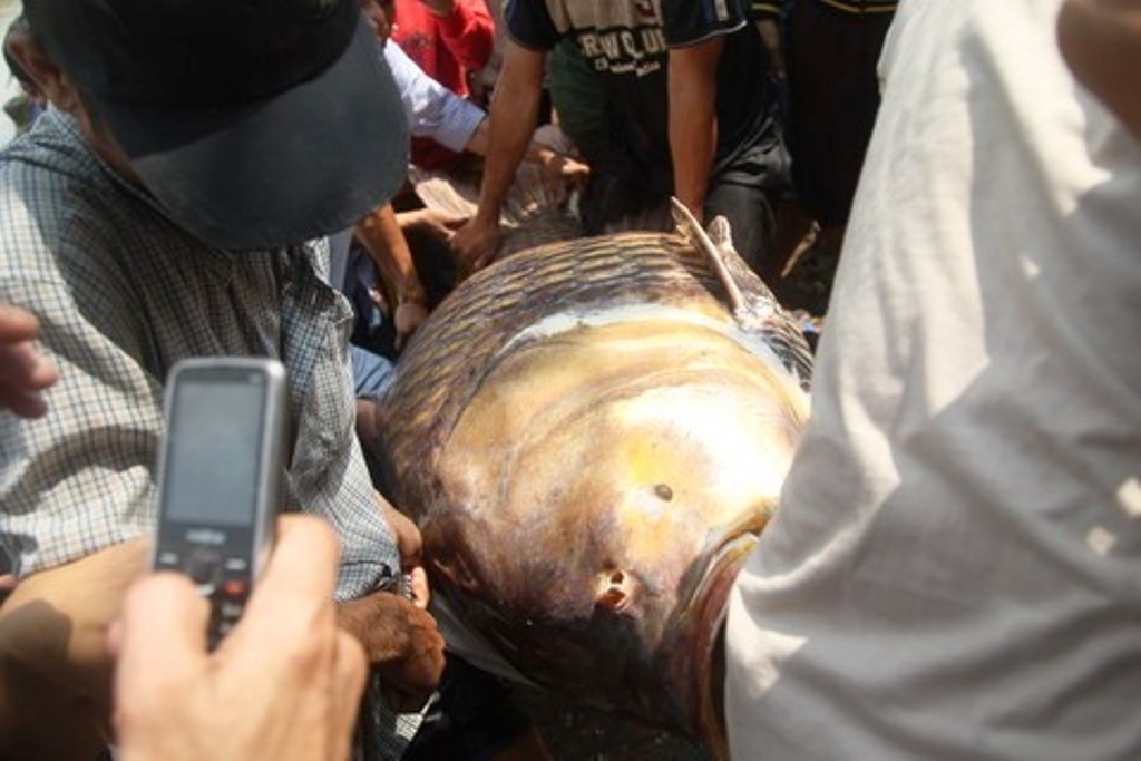 Cá hô khủng được trả giá gần 200 triệu.