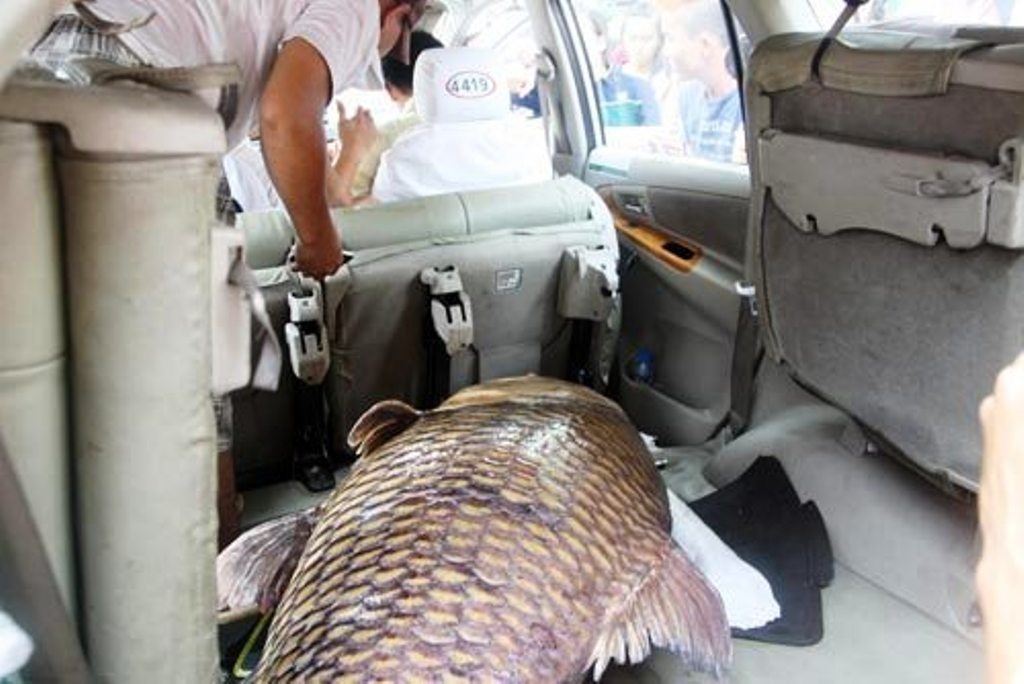 Người cháu đưa cá lên xe taxi mang đi bán.