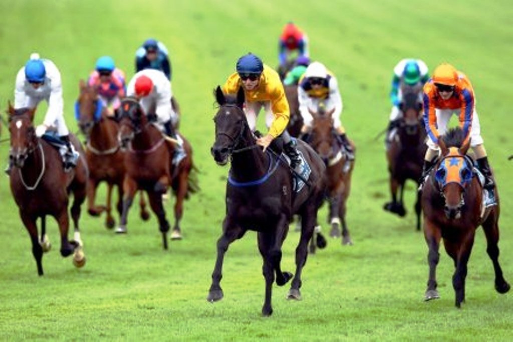 Binh Phuoc mo truong dua ngua hinh anh