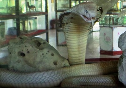 Nhung loai ran cuc doc o trai ran lon nhat Viet Nam hinh anh