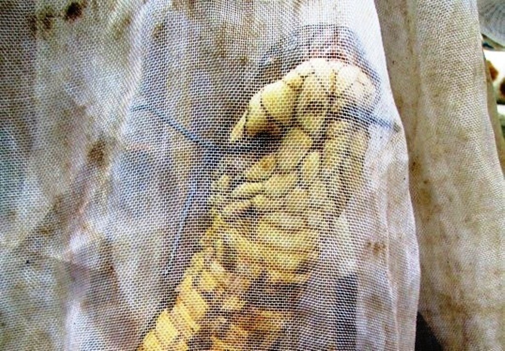 Ho mang chua khong lo bi dan khau mieng gio ra sao hinh anh