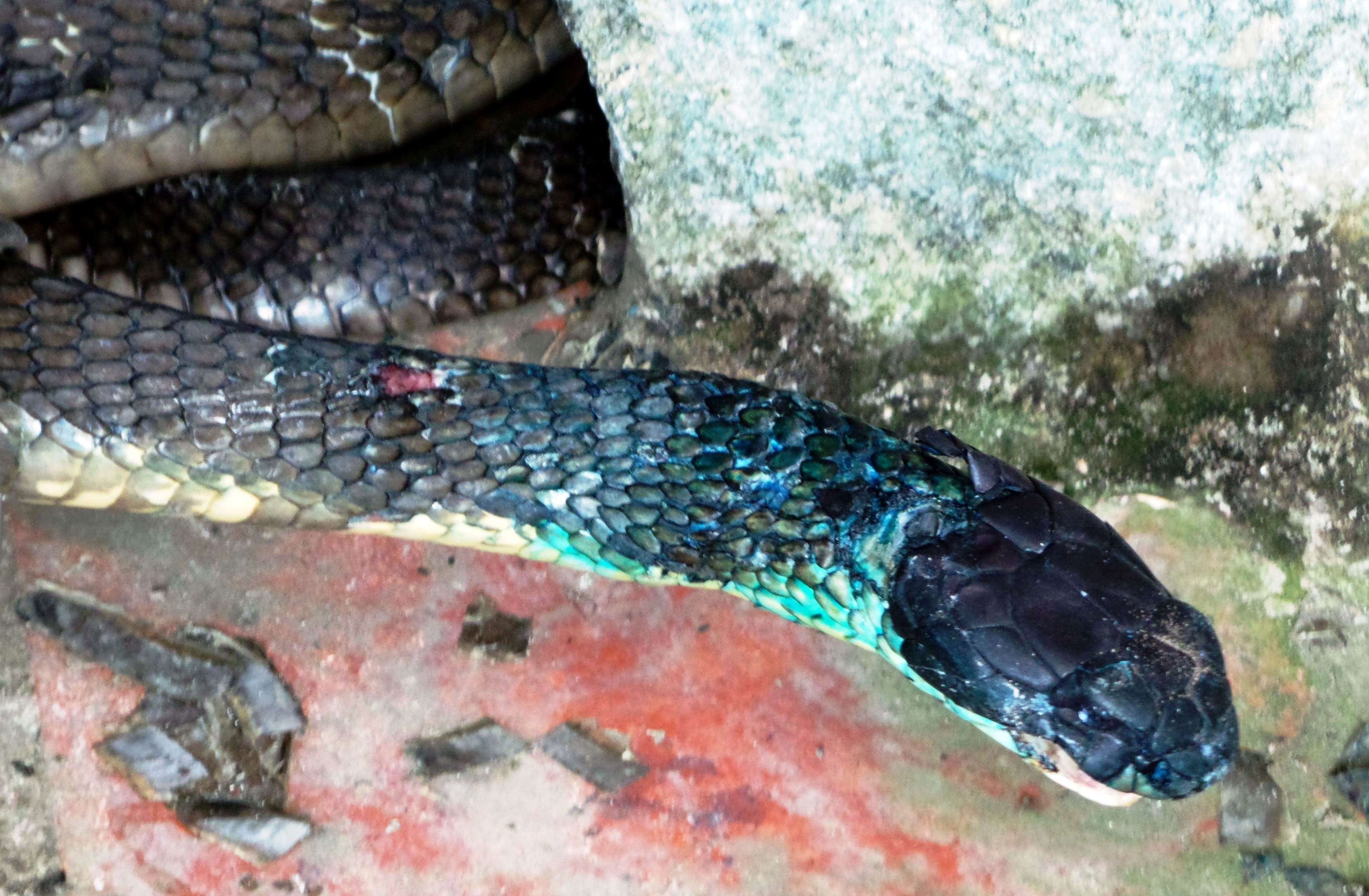 Sau gần 2 tháng được đưa về trại Đồng Tâm, con rắn hổ mang chúa này đã hồi phục hơn 80%, có thể di chuyển tốt, các vết thương đã liền da. Tuy nhiên nó vẫn chưa thể tự ăn mồi được do miệng từng bị xuyên dây thép và bị nhiễm trùng.