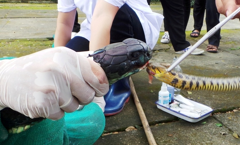 Dut moi tan mieng... ran ho mang chua hinh anh