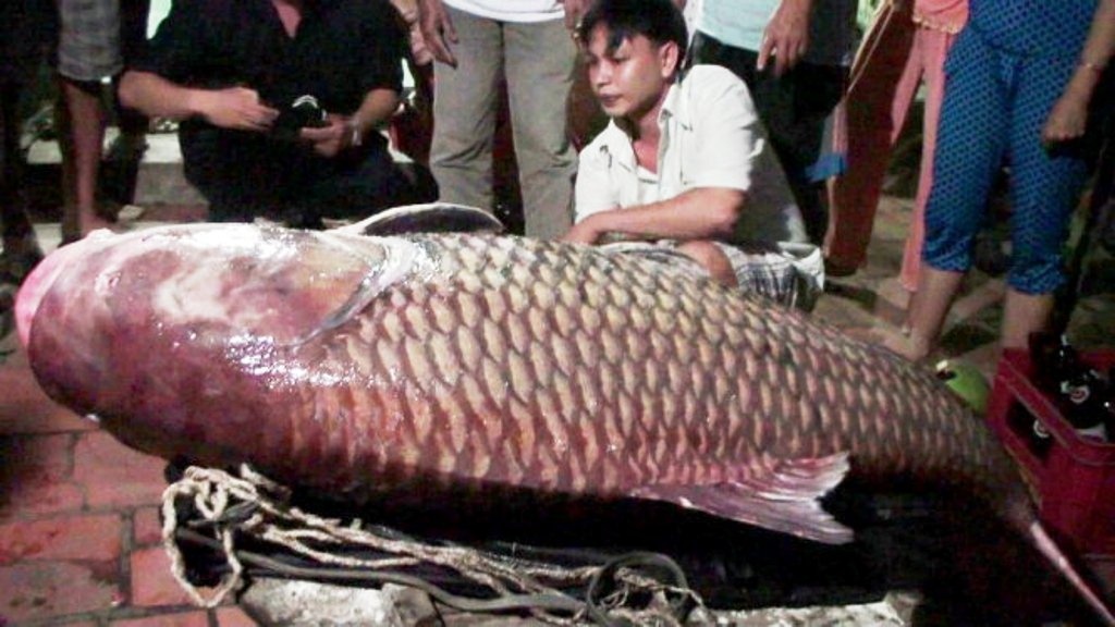 Ca ho khung 130 kg ve TP.HCM hinh anh