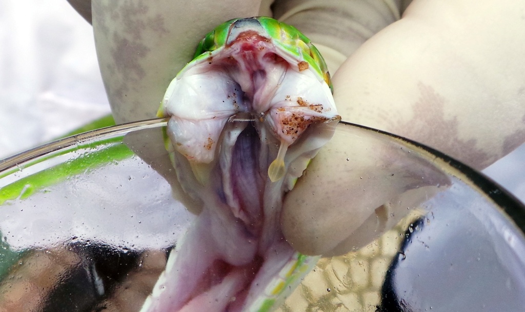 Can canh lay noc doc chet nguoi cua ran luc duoi do hinh anh