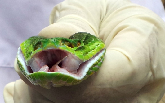 Ran doc sinh soi sau mua o phia Nam, nhieu tre bi can nhap vien hinh anh