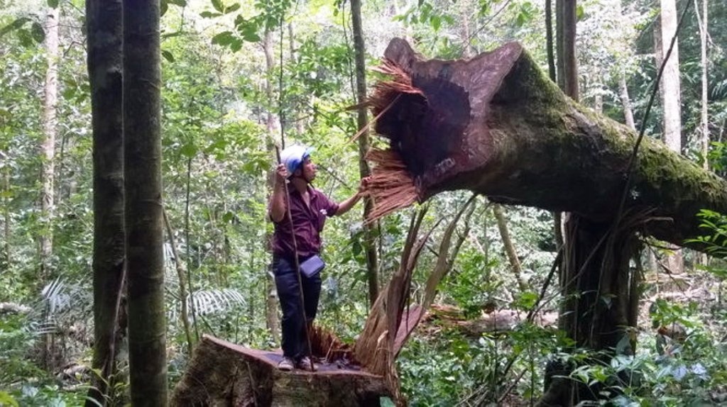 Don 70 cay doi co thu de lay vai chuc... ky hat hinh anh