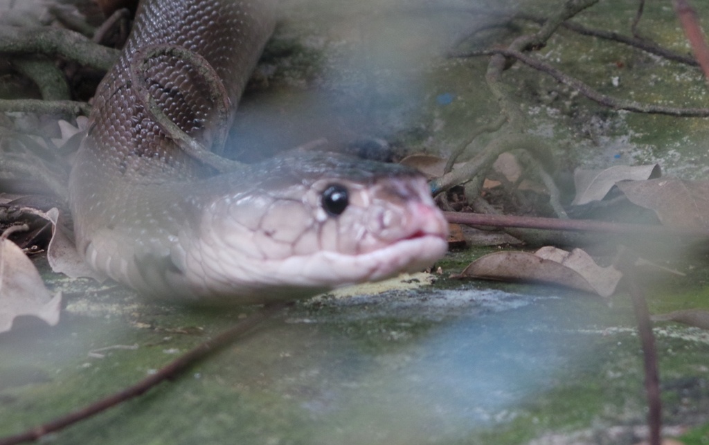 Ho mang dat tan cong bat ngo nguoi dung gan chuong hinh anh