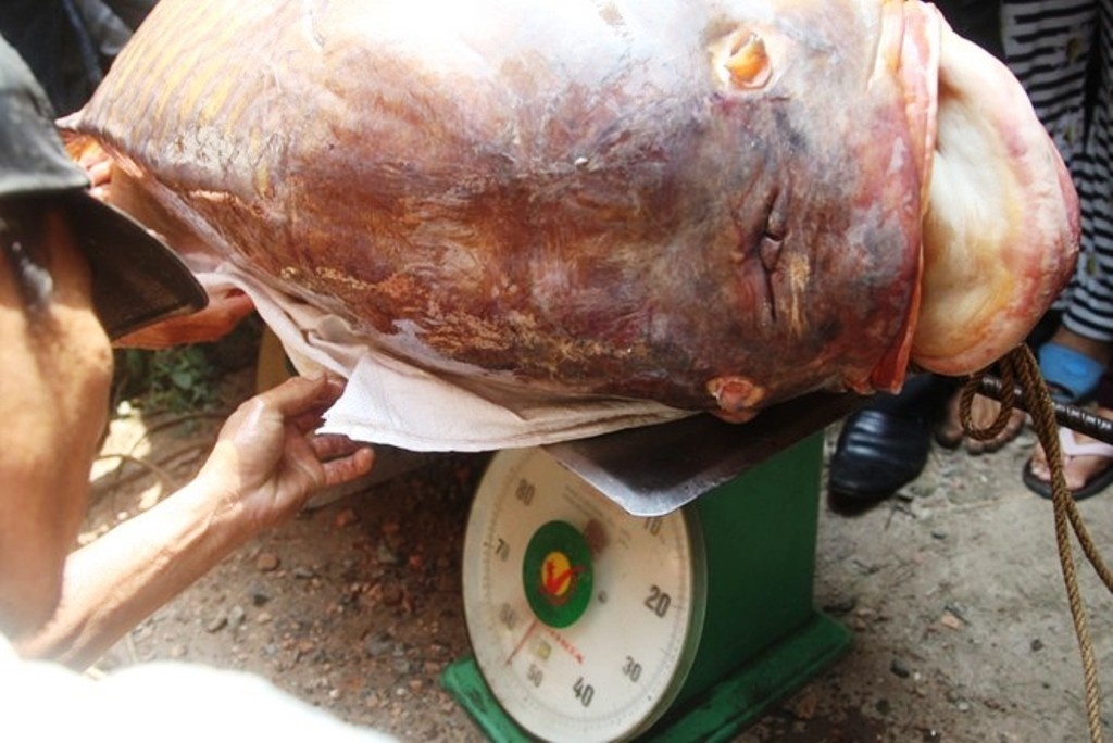 Thit ca ho khong lo gia 4 trieu/kg o Sai Gon hinh anh