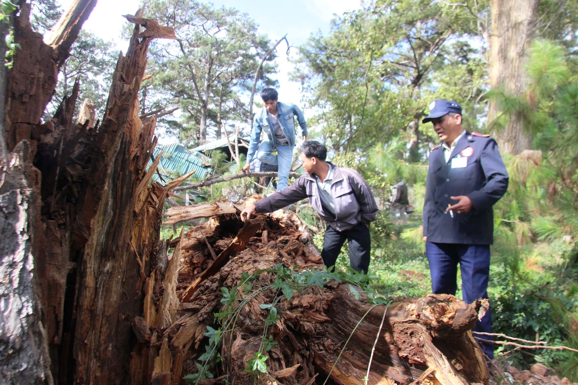 Gốc thông có đường kính gần 1m bị mộc ruỗng gần hết.