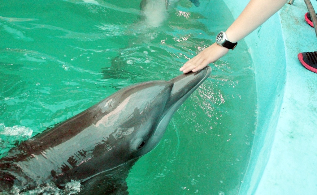 Ngam ve dang yeu cua chu ca heo duoc sinh ra o Sai Gon hinh anh