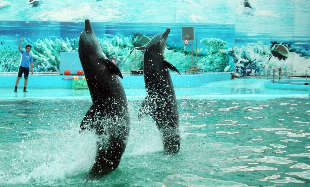 Ca heo 1 tuoi hay 'cuoi', thich vuot ve o Sai Gon hinh anh