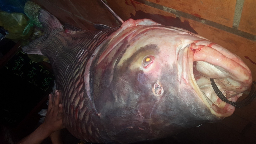 Ca ho 90 kg mac luoi ngu dan mien Tay hinh anh