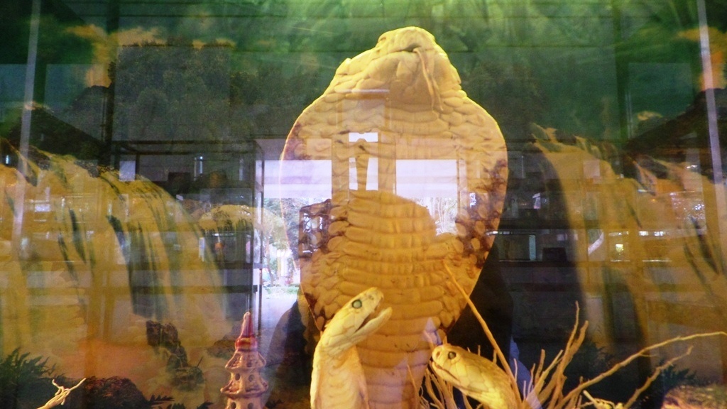 Ho mang chua dai 4,3 met song den 18 nam hinh anh