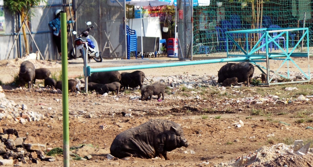Heo rung tha rong gay hoi thoi duong dep nhat Sai Gon hinh anh