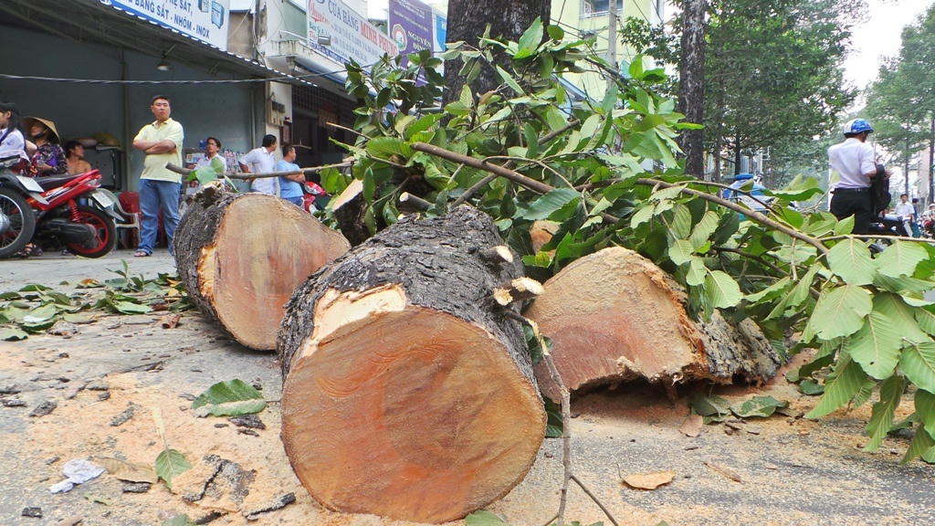 Ngon cay che doi, 2 cu gia o Sai Gon bi thuong hinh anh