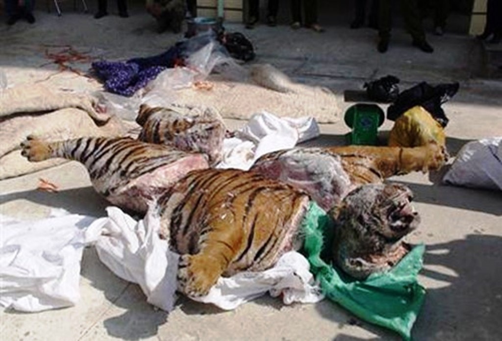 Xe thit ho nang hon 300 kg hinh anh