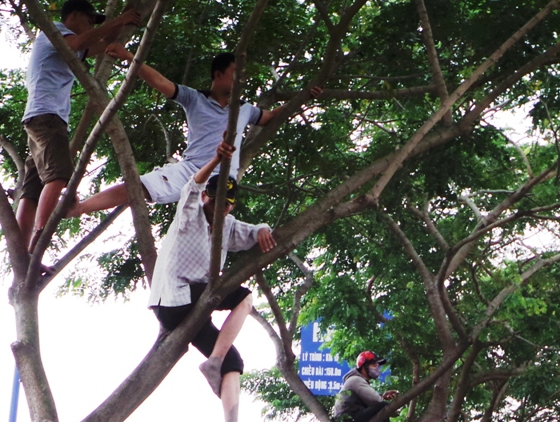 Treo len cay xem thi the phan huy tren dai lo o Sai Gon hinh anh