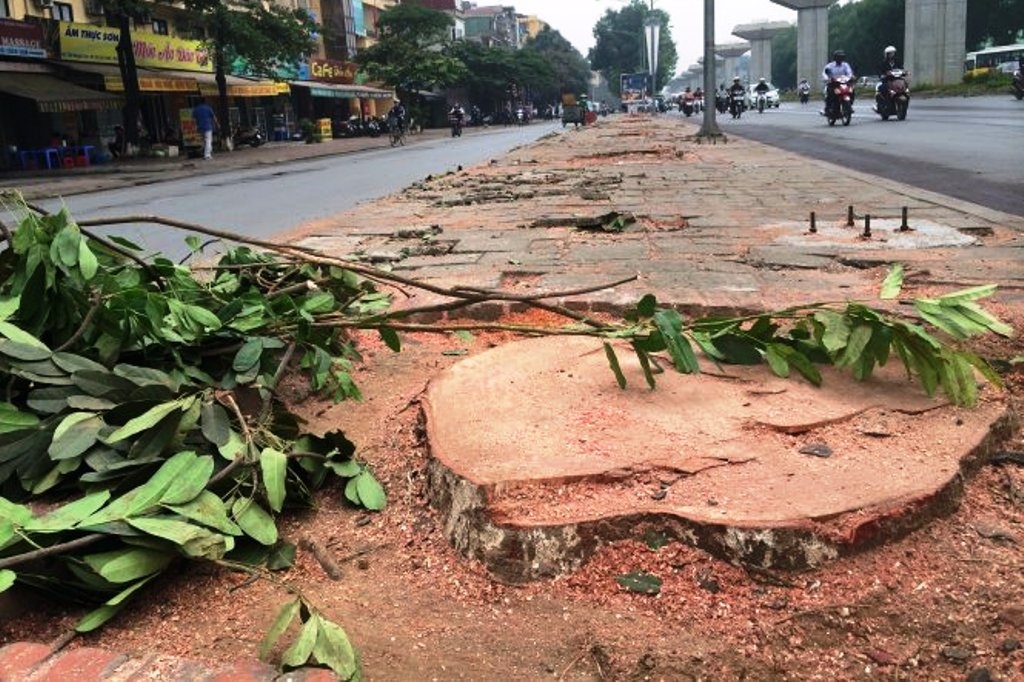Ha Noi chat hang tram cay co thu hinh anh