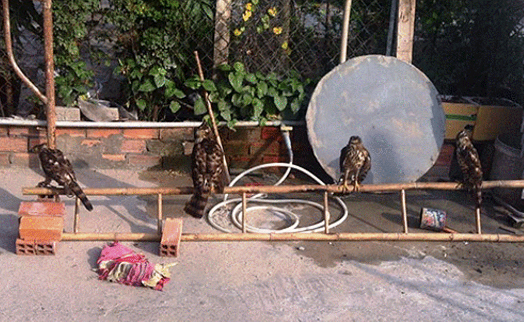 Bốn con chim đại bàng ưng được rao bán.