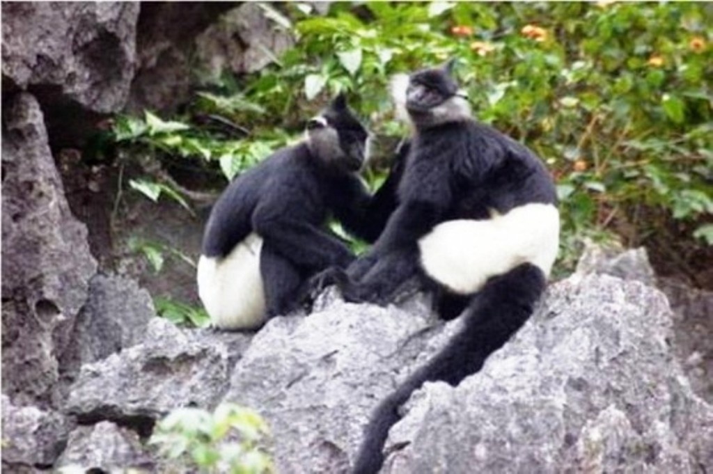 Phat hien hang chuc ca the Vooc Ha Tinh o khu vuc nui da voi hinh anh