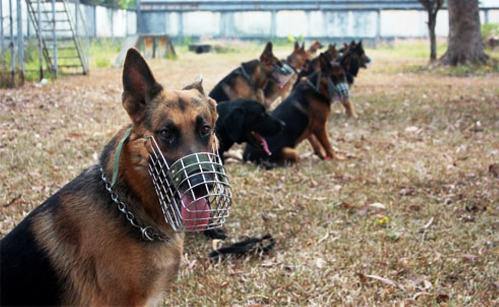 Chuyen ve nhung chu canh khuyen di thi hinh anh