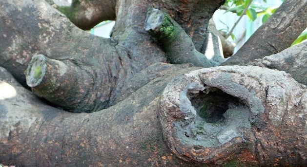 Mai co thu dang bach tuoc gia 500 trieu o Sai Gon hinh anh