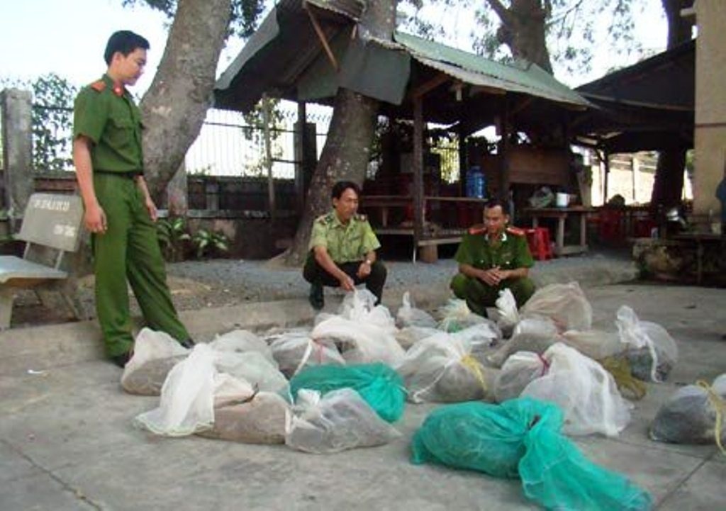 Số trăn bị nuôi, nhốt trái phép.